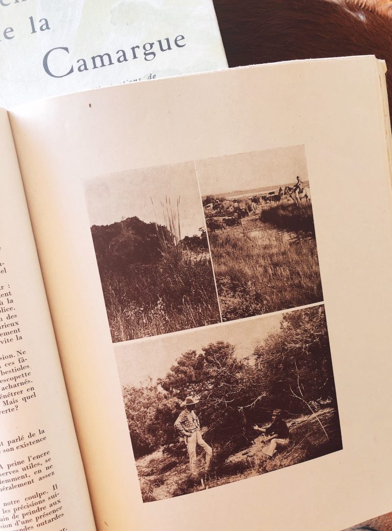 Hühnchen in Weißwein-Crème-Sauce mit Roquefort, Champignons und Reis ...