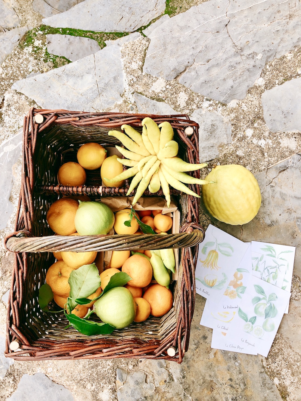 Zitrusfrüchte-aus-Südfrankreich